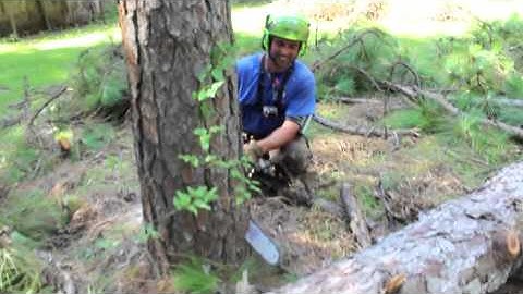 TREE SERVICE MOBILE BALDWIN AL
