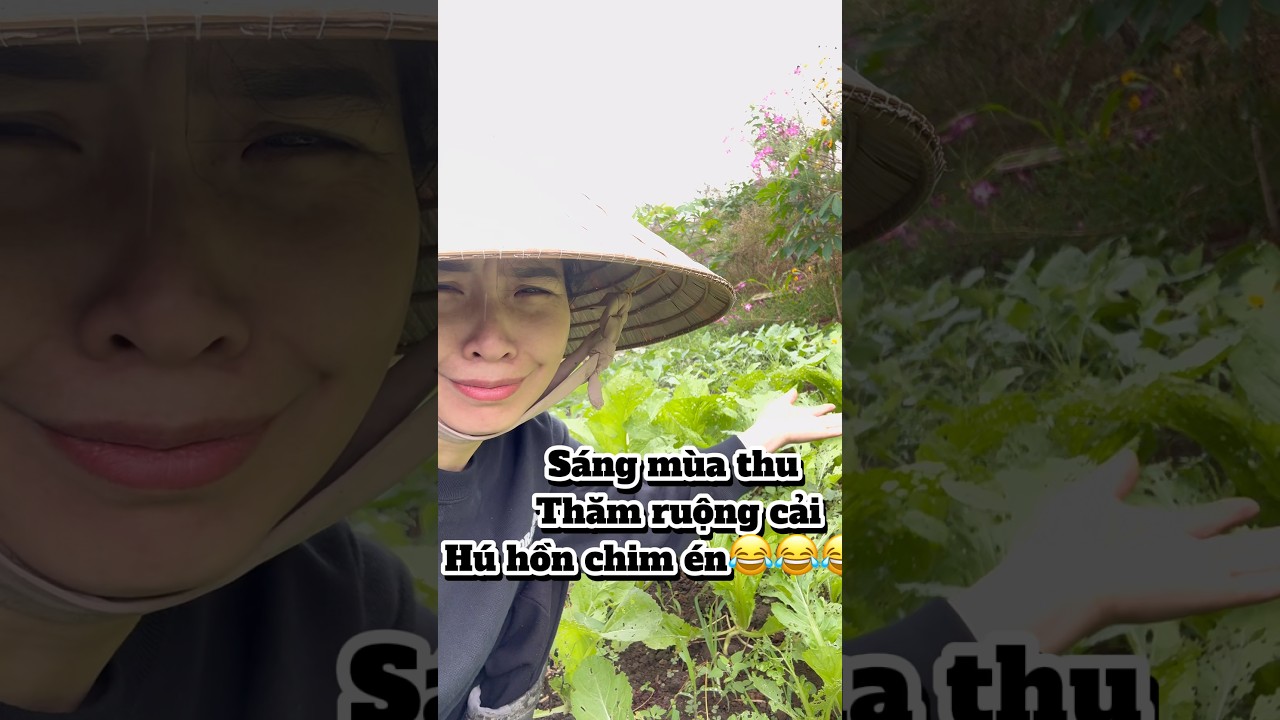 Mùa cải muối dưa u sầu