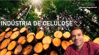 FÁBRICA DE CELULOSE | ARAUCO EM INOCÊNCIA MS | TVFAZENDA