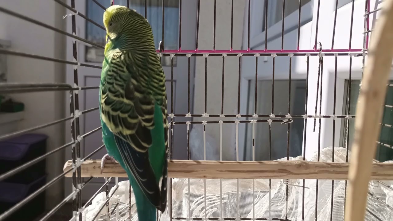 Dinlet ve Sonucu Gör! Bu Sesle Muhabbet Kuşunuz Konuşmayı Öğrenecek! 🦜