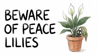 This Plant Is Sold Everywhere Is A Peace Lily Poisonous
