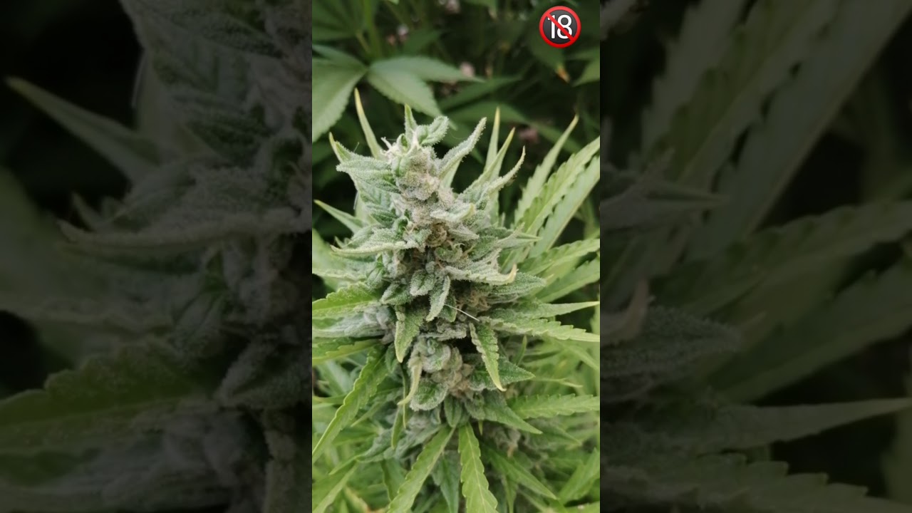 Green poison xl auto 66 días exterior 2020 YouTube