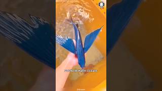 Flying Fish 🐟 It FLIES To Escape!
Flying Fish - It FLIES To Escape!
Which animal would you like to see next? Send your request here 👇🏼
https://beacons.ai/1minuteanimals
Welcome to 1 Minute Animals! Join us as we discover the most fascinating facts about the Animal Kingdom. Subscribe for an exciting and educational journey into the wild!
The flying fish relies on powerful, wing-like fins that launch it out of the water in a burst of speed, gliding for dozens of meters above the waves. This dramatic escape lets it evade predators that can’t follow through the air. Sleek, fast, and built for two worlds, it’s one of the ocean’s most remarkable survival specialists.
🔹 *// VIDEOS TO WATCH NEXT*
• Trapdoor Spider: https://youtu.be/kAFxI8milPQ
• Brazilian Treehopper: https://youtu.be/NH7lfJze7S0
• Red Panda: https://youtu.be/FUf-3kBY9hM
🔹 *// PLAYLISTS*
• TOP 10 ANIMAL VIDEOS: https://youtube.com/playlist?list=PL9-9IK4HndkcDExA-NL5d45C4URkPnaIw
• ANIMALS IN 1 MINUTE: https://youtube.com/playlist?list=PL9-9IK4HndkcGIDpxVwQa5VSDtzYSu-m6
• ANIMAL SHORTS: https://www.youtube.com/watch?v=MeH5edxkfM4&list=PL9-9IK4HndkeM2CGJsHccqq_P1JepUtHx&ab_channel=1MinuteAnimals
⚠️ *STOP YOUR DOGS BAD BEHAVIOR!*
Check Out Our Favorite Online Course To Train Your Dog: https://www.braintraining4dogs.com/get-btfd/?hop=serchh
🔹 *// FOLLOW*
• TIKTOK: https://www.tiktok.com/@1minuteanimals
• INSTAGRAM: https://www.instagram.com/1minuteanimals
• FACEBOOK: https://www.facebook.com/1minuteanimals
🔎 *// COMMUNITY*
#FlyingFish #GlidingFish #FishThatFlies #OceanGlider #WeirdFish #MarineLife #SeaCreature #FlyingFishFacts #OceanEscape #1MinuteAnimals Flying Fish 🐟 It FLIES To Escape!
