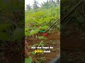 Mata Pisau Matun Rumput Pisau Mesin