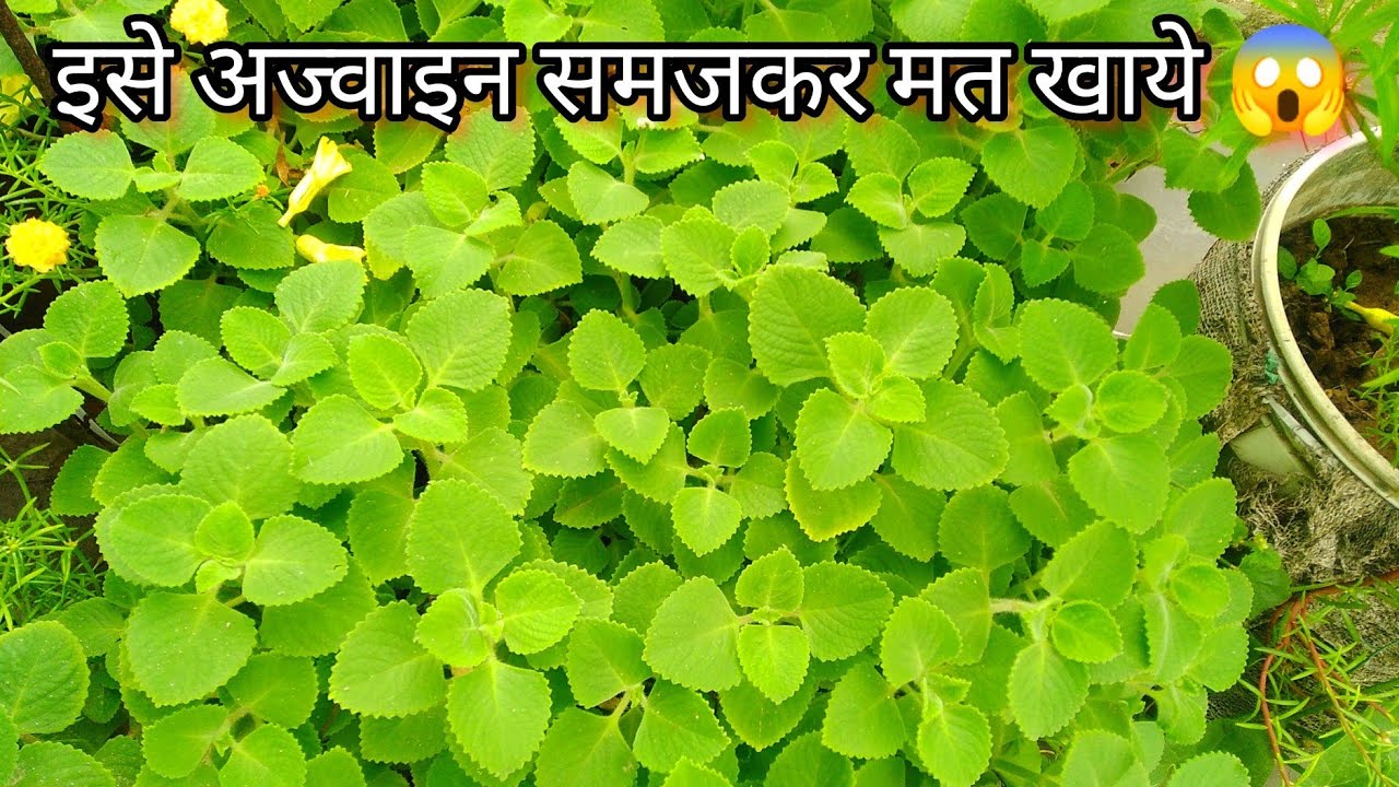 How to Grow & Care Ajwain Plant in Monsoon Full Information / अज्वाइन