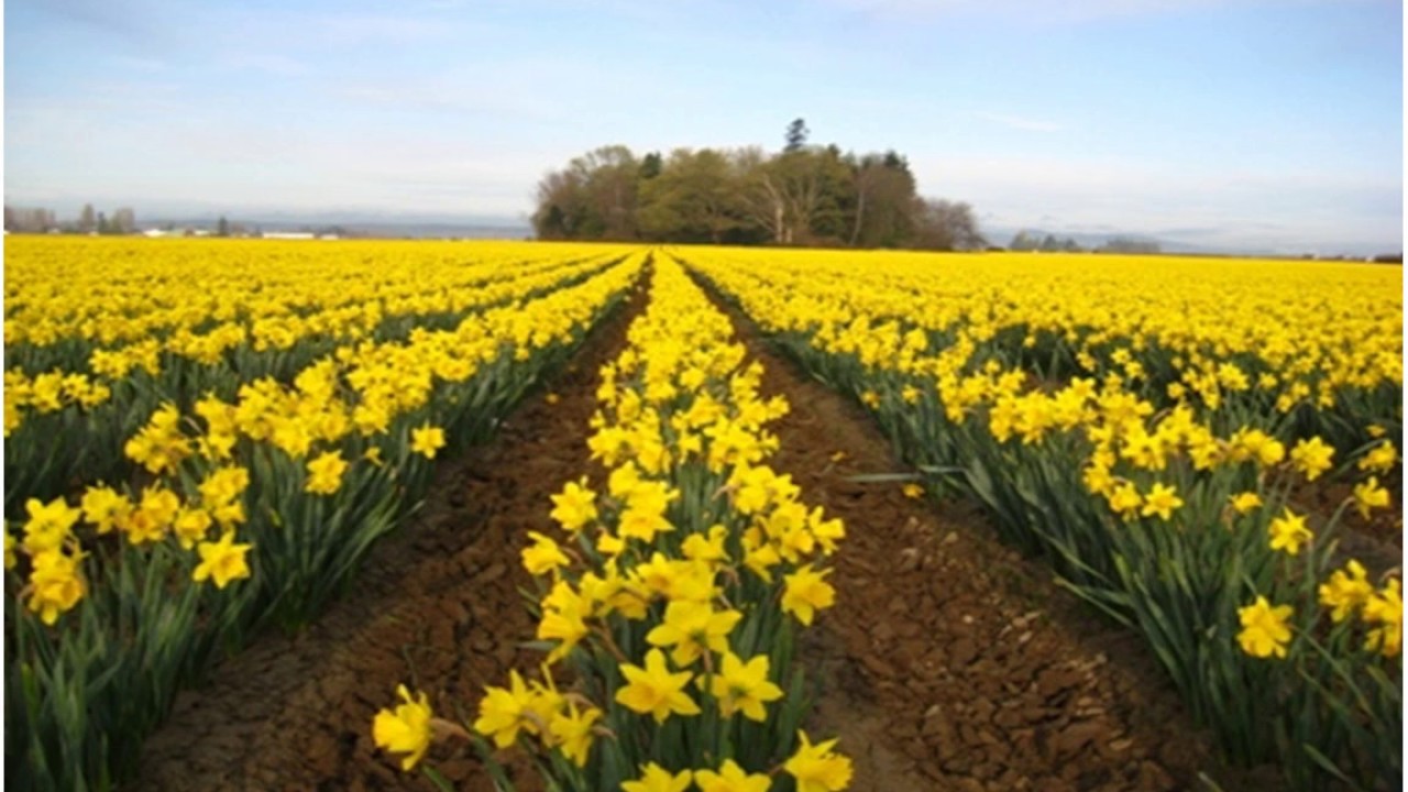 Daffodils YouTube