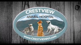 Crestview Animal Hospital offers Stem Cell Therapy