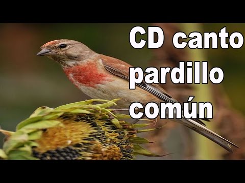 canto pardillo comun