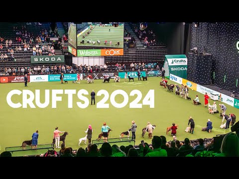 Crufts 2024 Vlog and Haul Agility, Flyball and Poodle Showing YouTube