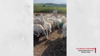 Feeder Lambs | Kalona Sales Barn, Inc. - 10/8/25
