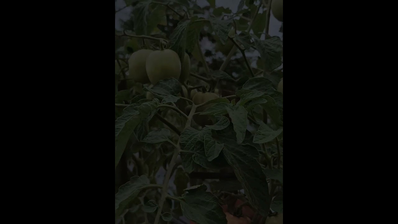 Tomato 