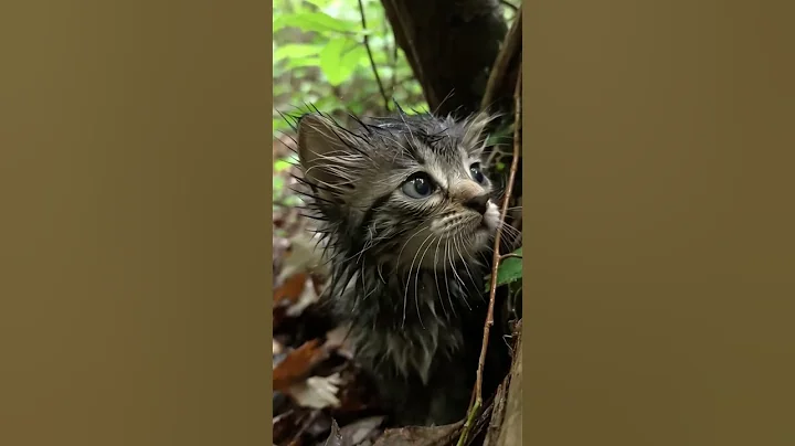 Video 11422861: munchkin kitten pets cats, munchkin cat cute pet, forest cat cute kitten, forest cat kitten funny