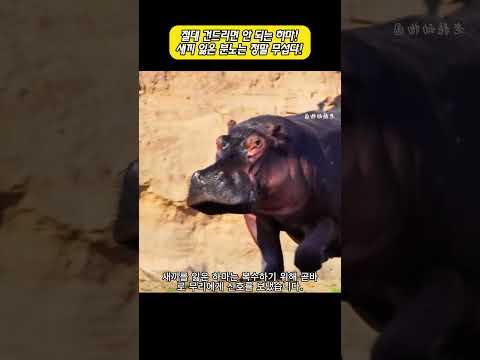 절대 건드리면 안 되는 하마! 새끼 잃은 분노는 정말 무섭다! thumbnail