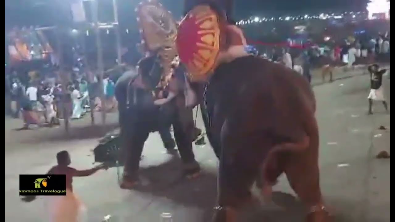 ആനയിടഞ്ഞു ആറാട്ടുപുഴ തറയ്ക്കൽ പൂരം, Bejewelled Kerala Elephant Ran Amok on Seeing Fellow Tusker