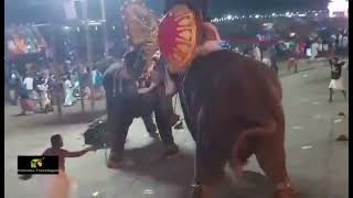 ആനയിടഞ്ഞു ആറാട്ടുപുഴ തറയ്ക്കൽ പൂരം, Bejewelled Kerala Elephant Ran Amok on Seeing Fellow Tusker