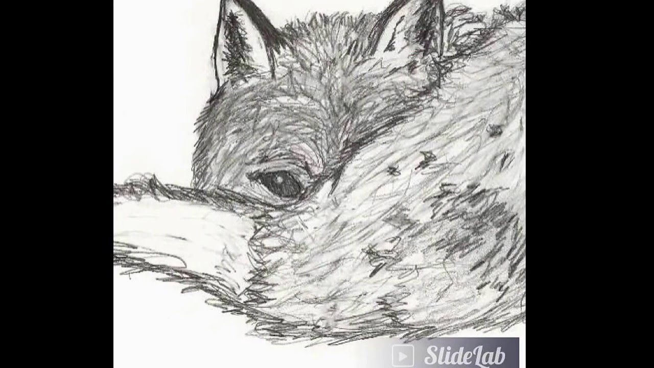 Fake Animals? YouTube