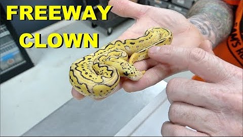 FREEWAY CLOWN Clutch Update !!! I Can