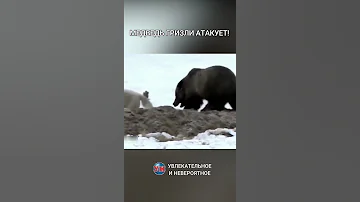Медведь гризли атакует