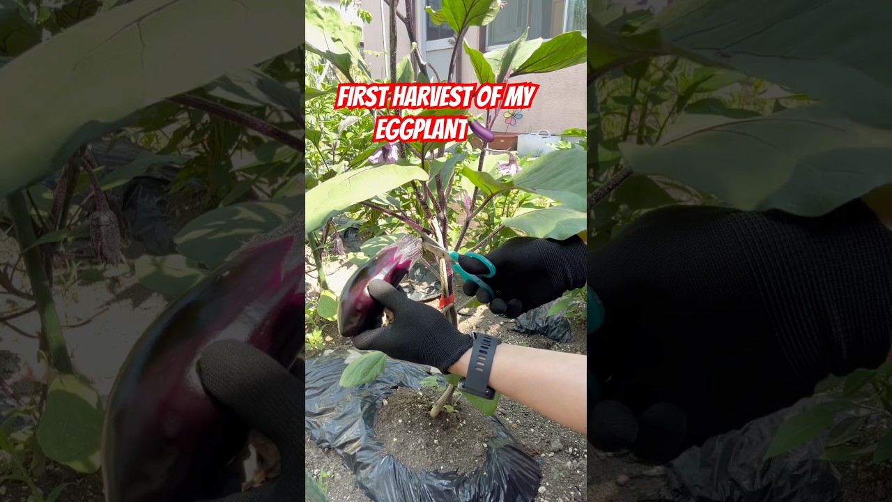 Kapag may itinanim, May aanihin🍆🥰 #eggplant