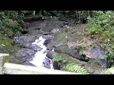 El Yungue Rainforest 1