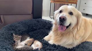 Golden Retriever Reacts to Tiny Kittens in his Bedshorts shortvideo dogكلب