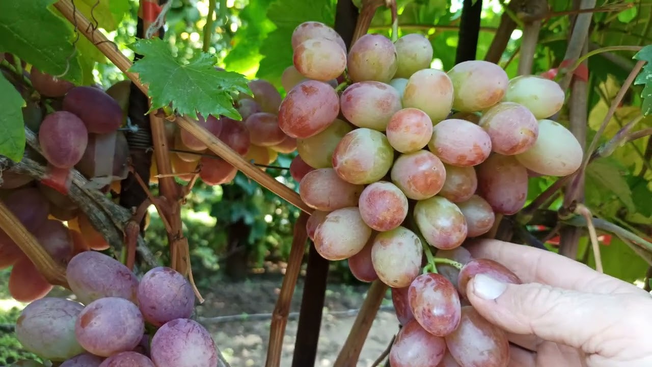 Сорти винограду які я назавжди видалю з свого виноградника і які безумовно назавжди залишу.