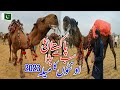 Pakistans biggest camel mela 2023  kalyam sharif mela  pakistan ka sab se bara ounton ka mela