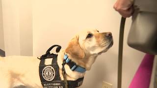 Kentucky AG K 9 helps sniff out hidden electronic devices in child exploitation cases