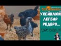 Редкие породы кур: им 1 месяц. "Мое Подворье"