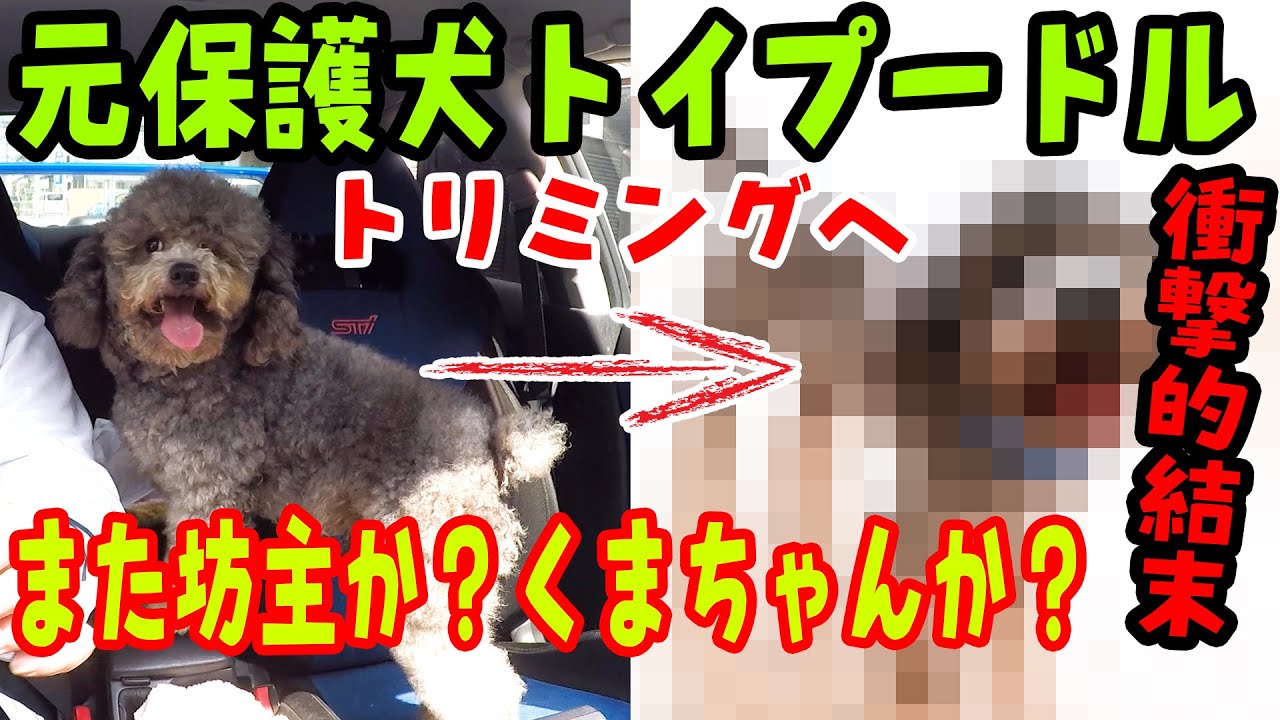 元保護犬トイプードルトリミングへ 坊主か 衝撃的結末 Youtube