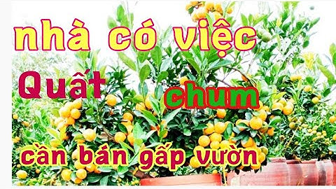quất chum tết đẹp quả sai giá bán buôn tại vườn, giá quất tết 2022, quất bon sai, quất độc lạ