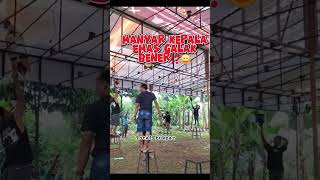 Download Lagu gantang salah nomer gantangan⁉️ #hobiburung #lucu #totalbukpar #kicaumania #hiburan #plecimania MP3