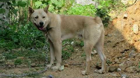 CHÓ SĂN BẢN MÔNG - Chó H