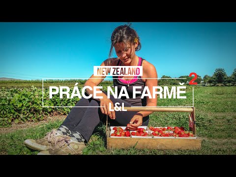 New Zealand | Work on the farm 2 | Strawberry and apple picking