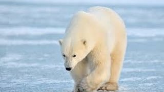 معلومات عن الدب القطبي the polar bear