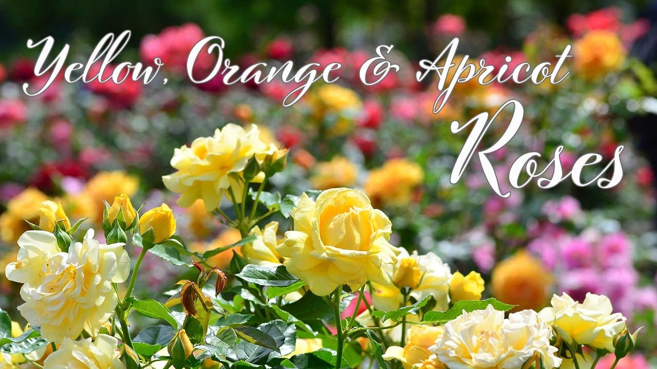 薔薇は Rose 22】黄色・オレンジ・アプリコットの薔薇 76品種 Yellow, Oragne
