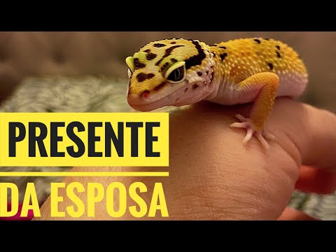 Vídeo: Como cuidar de um filhote de gecko