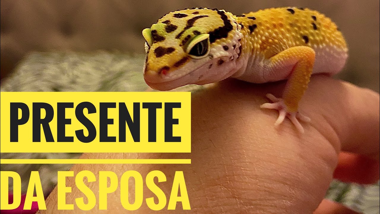 Como cuidar de um GECKO YouTube