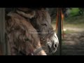 Donkey therapy helps improve patient wellbeing at French hospital