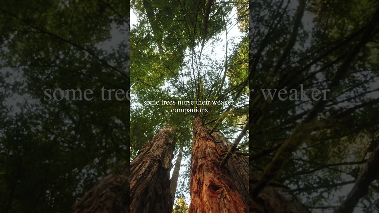 You Don't have to Heal Alone 