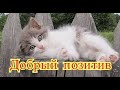 Смешное про животных|Приколы с котами| Видео про котов| Кошки|Позитив|Создай себе хорошее настроение