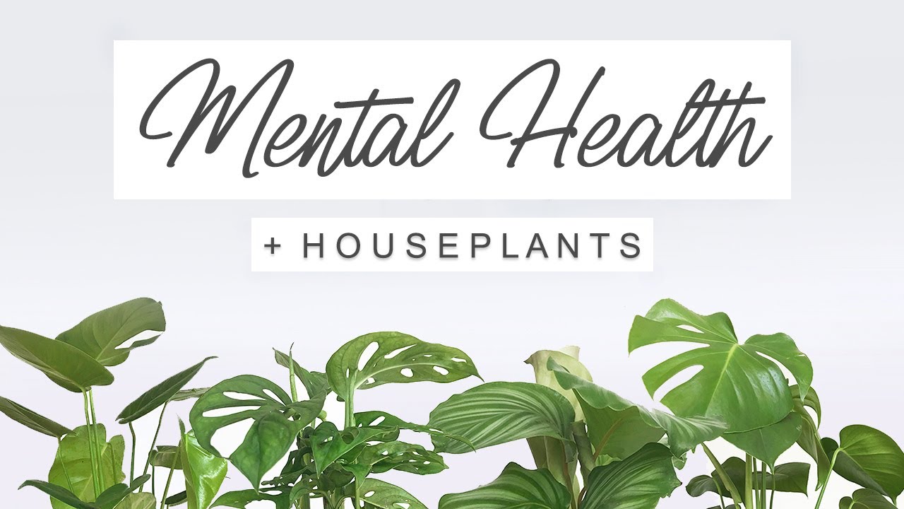 Mental Health Chat 💚 THE BENEFITS OF HOUSEPLANTS 🌿 Importance Of Plants