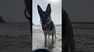 😎 ВЕО МИРА #вео #собака #животные #germanshepherd #shorts