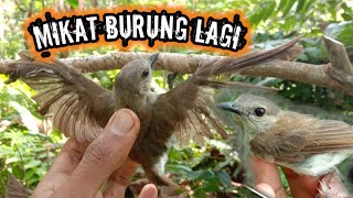 TRIK CARA MEMIKAT BURUNG YANG SUKA MENYAMBAR !!!..