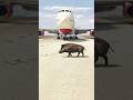 Stunning Appearance of A Boar During an Aircraft Landing Stunning Appearance of A Boar During an Aircraft Landing