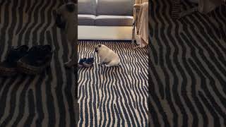 Precious Dog Turning in Circles While Sitting Down Like a Person
