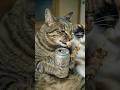 ボス猫の「マタタビドライと相性抜群！焼き鳥」
