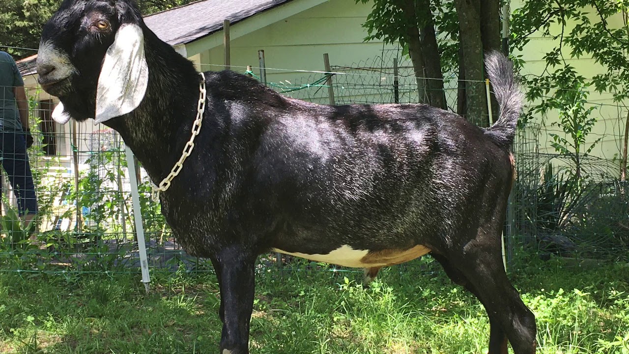 Goats Enjoying A Dirt Pile YouTube