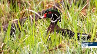 What ducks in Nebraska are doing ahead of fall migration
