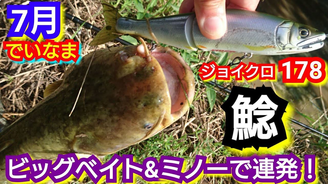 yasu 鯰ナマズ/ビッグベイト&ドリフトミノー/ジョイクロ178/2021年7月